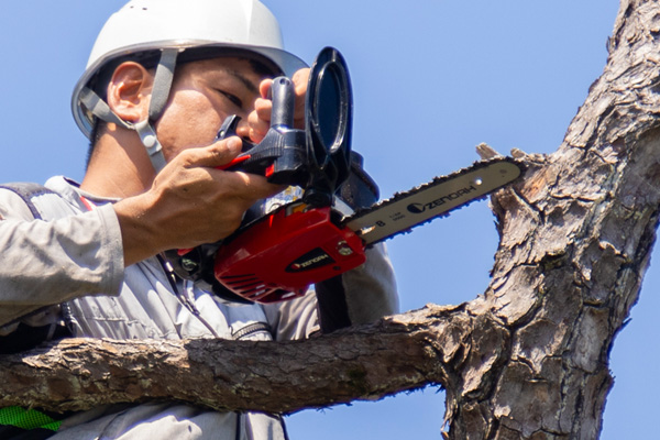 伐採の作業風景