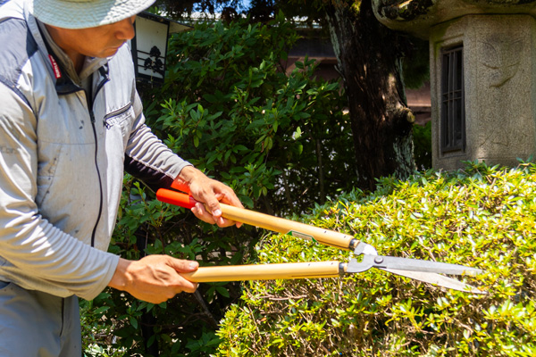 剪定の作業風景