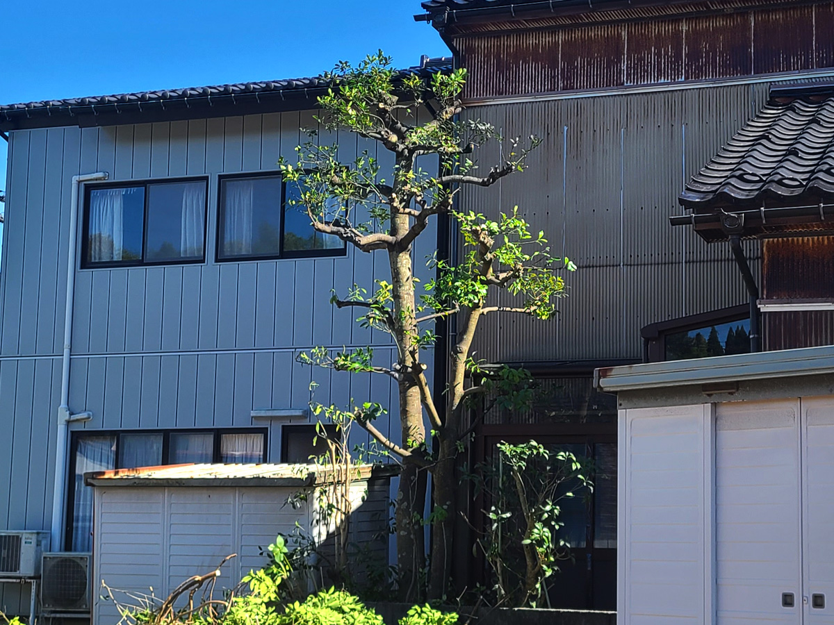 施工後：木が整った状態