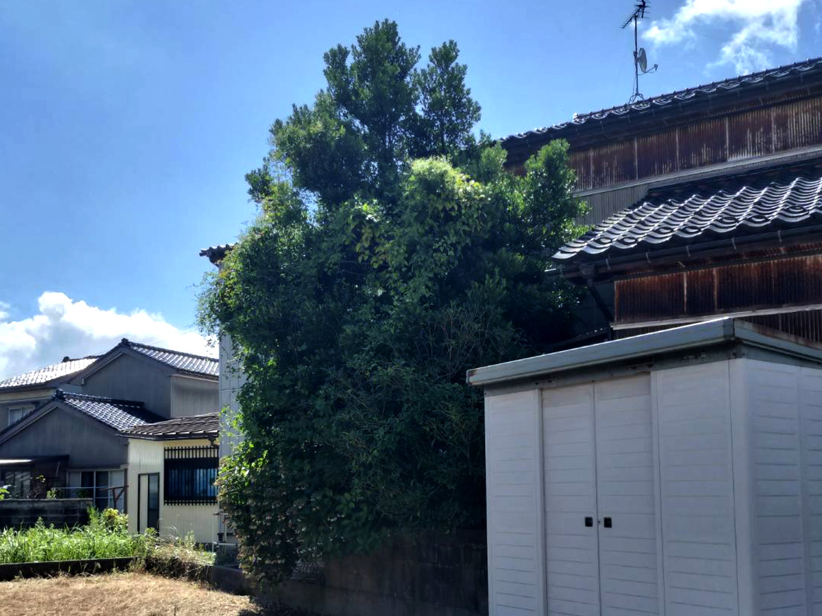 施工前：木が伸びた状態