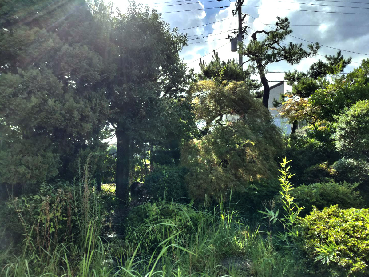 施工前：木が伸びた状態