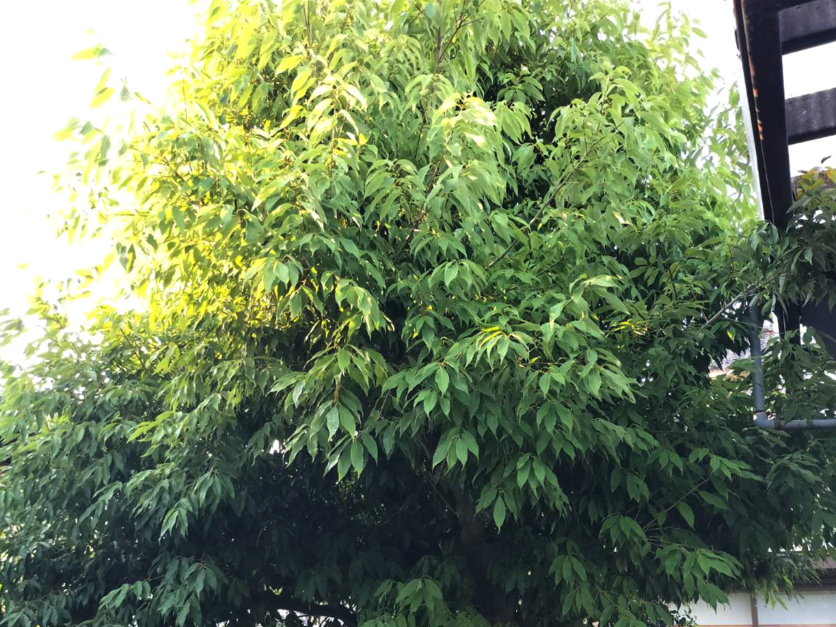 施工前：木が伸びた状態