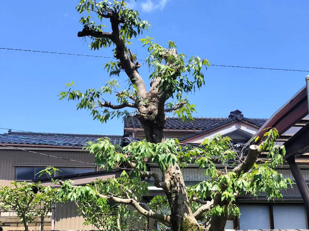 施工後：木が整った状態