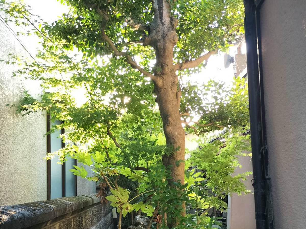 施工前：木が伸びた状態