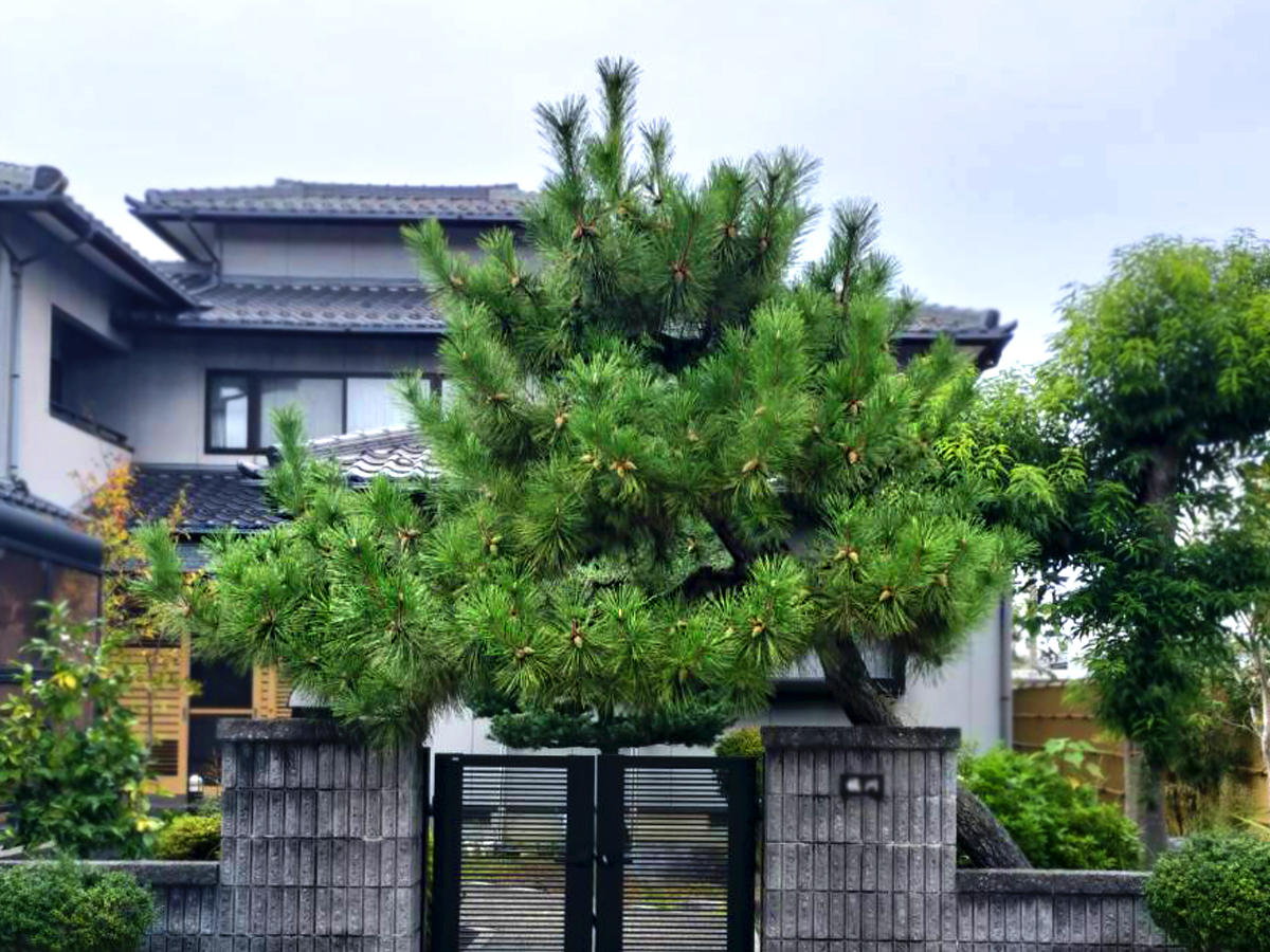 施工前：木が伸びた状態