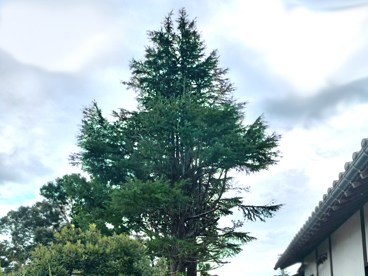 施工後：庭木が整い敷地内に収まった状態