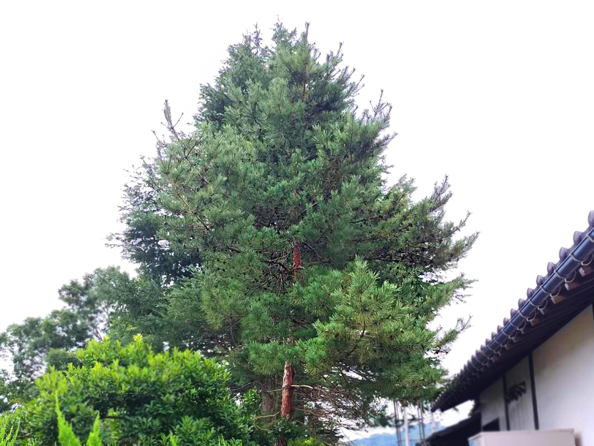 施工前：庭木がお隣まで伸びた状態