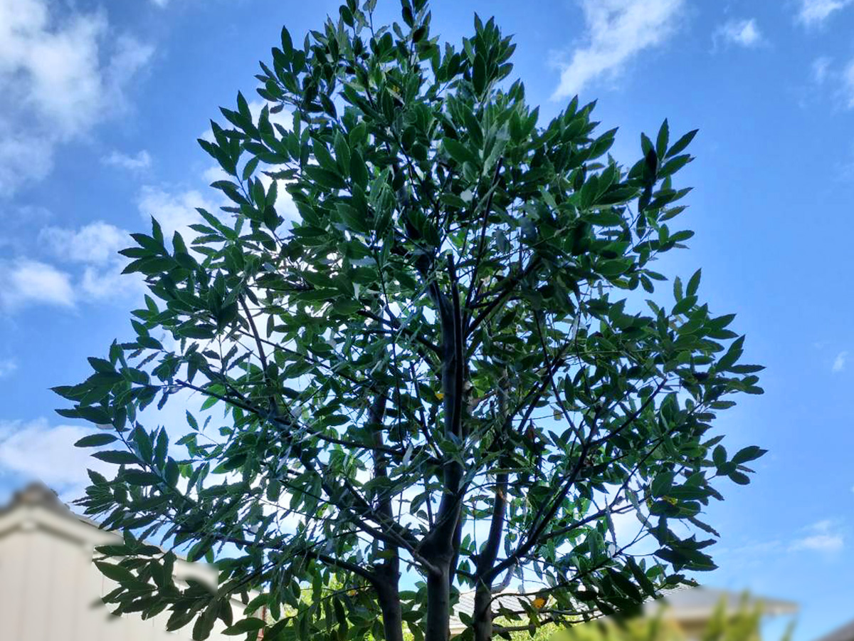 施工後：月桂樹を剪定し整えた状態