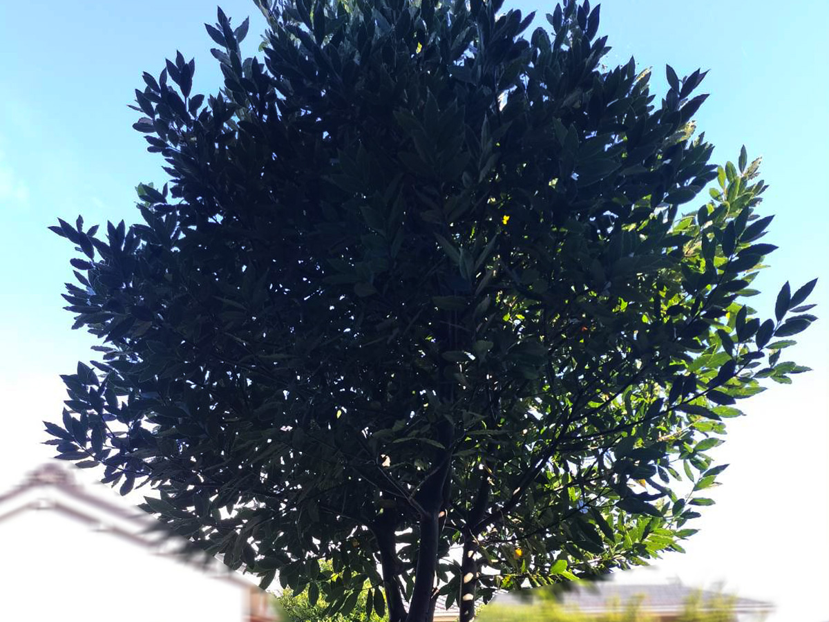 施工前：月桂樹が伸びた状態