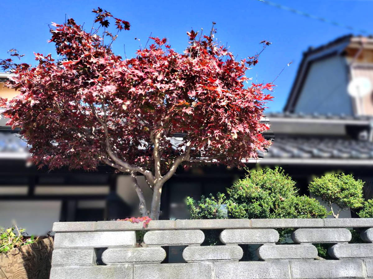 施工前：紅葉をが伸びた状態